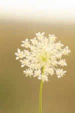 Queen Ann Lace