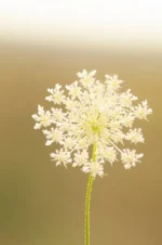 Queen Ann Lace