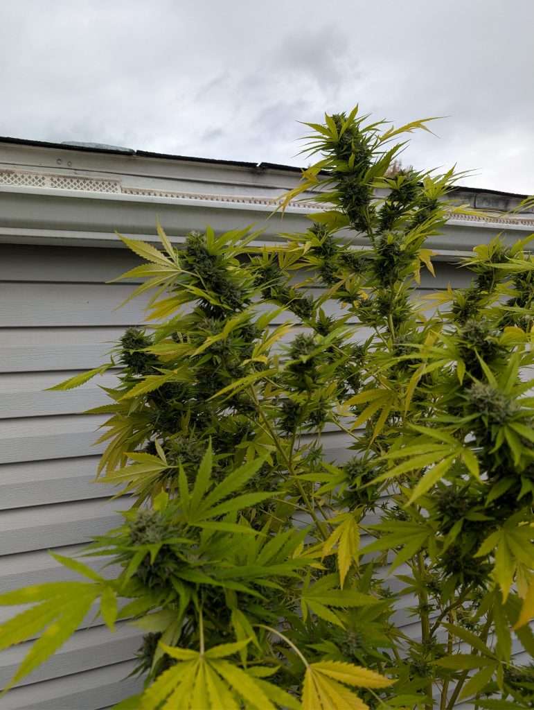 Yellow Leaves on Cannabis Plant