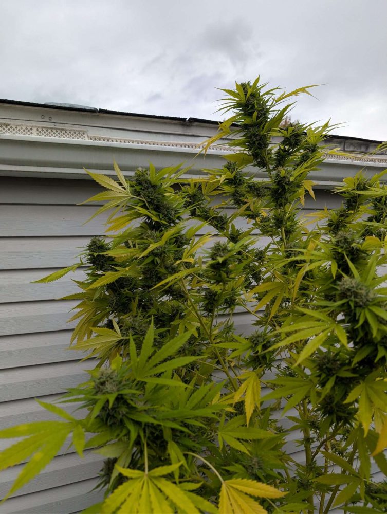 Yellow Leaves on Cannabis Plant