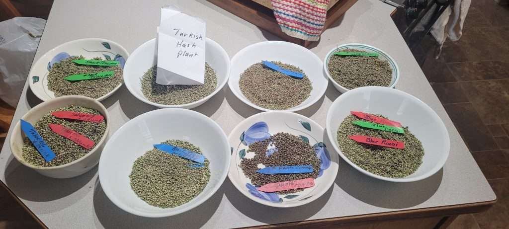 fresh cannabis harvest seed