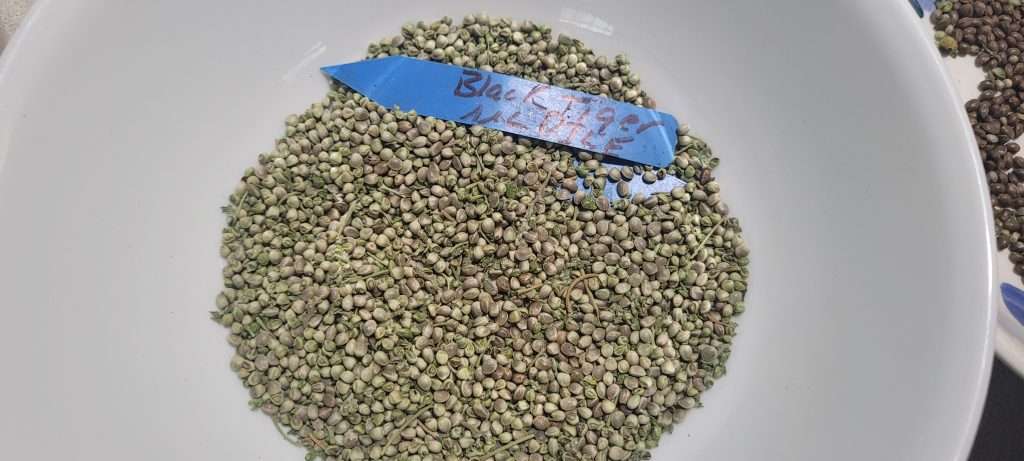 bulk cannabis seed