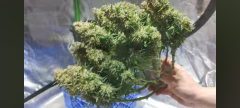 Ask us a question about our trusted cannabis seeds