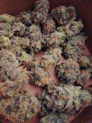 Drying cannabis buds under a tree.