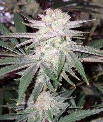 Sour Lowryder 2 Autoflower