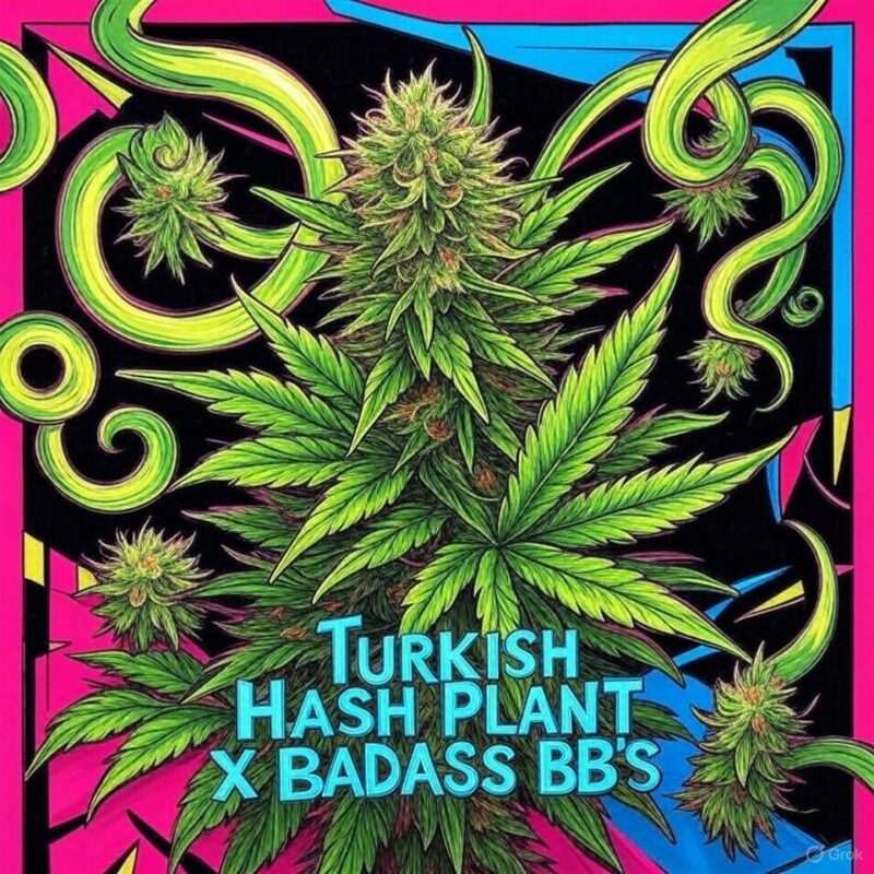 Turkish Hash Plant X BadAss BB's