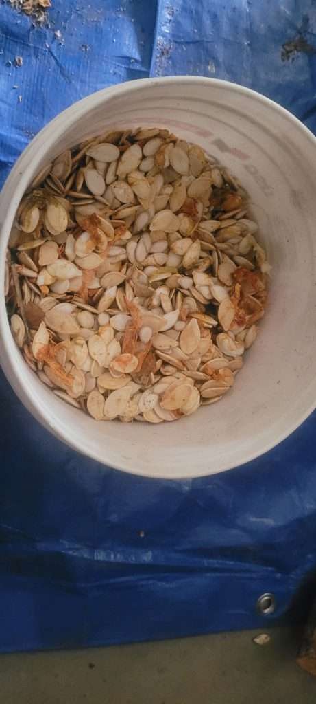 squash seeds
