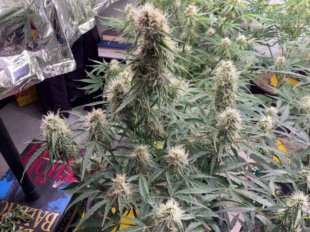 autoflower high yield cannabis