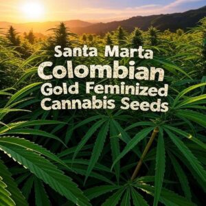 Santa Marta Colombian Gold Feminized Cannabis Seeds