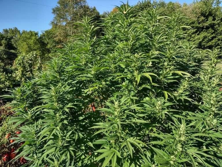 The Complete Cannabis Defoliation Guide - Just Cannabis Seeds