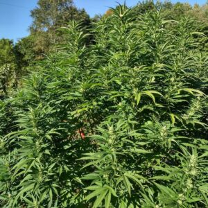 Growing 10 Pound Plants: Monster Yields-JustCannabisSeed.com