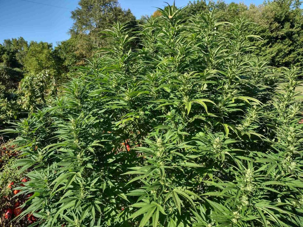 Growing 10 Pound Plants: Monster Yields-JustCannabisSeed.com