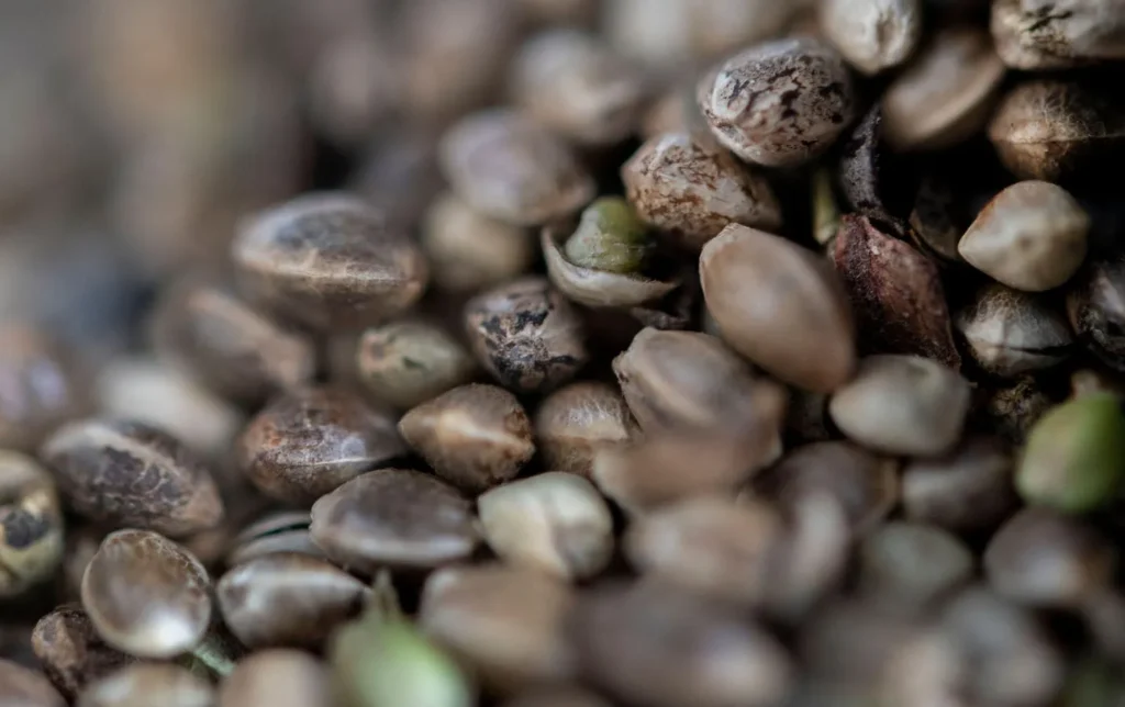 Cannabis Seeds with Fast Shipping