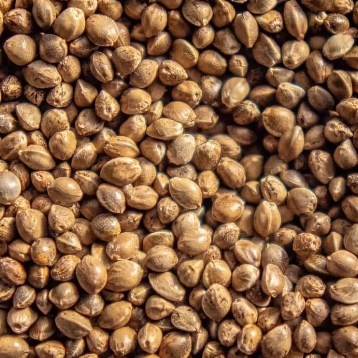 cannabis seeds