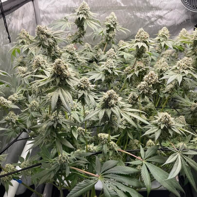 Growing Cannabis Indoors