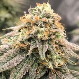 Sugar Haze