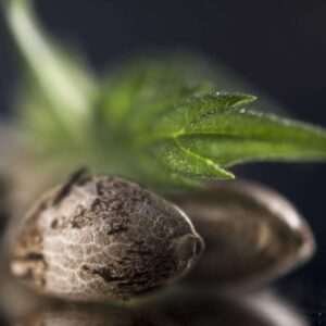 Get free pot seeds....