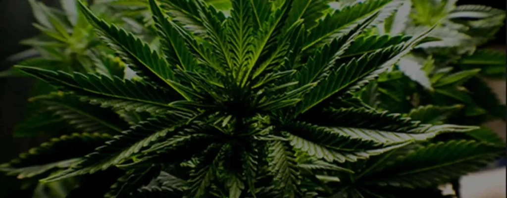 cannabis plant growing indoors