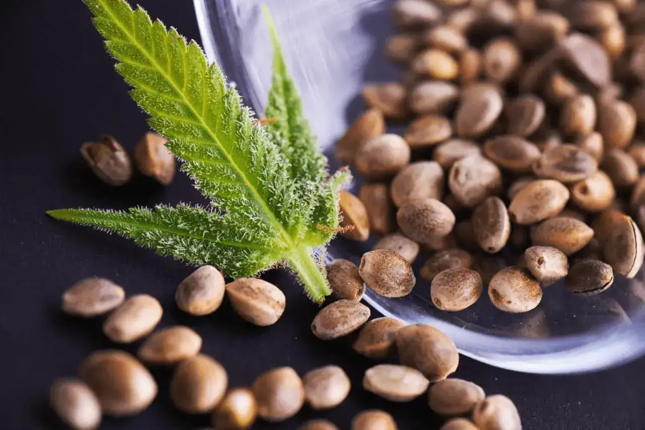 Feminized Cannabis Seeds