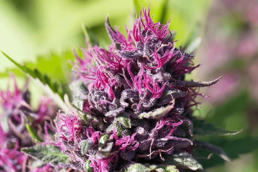 Granddaddy Purple