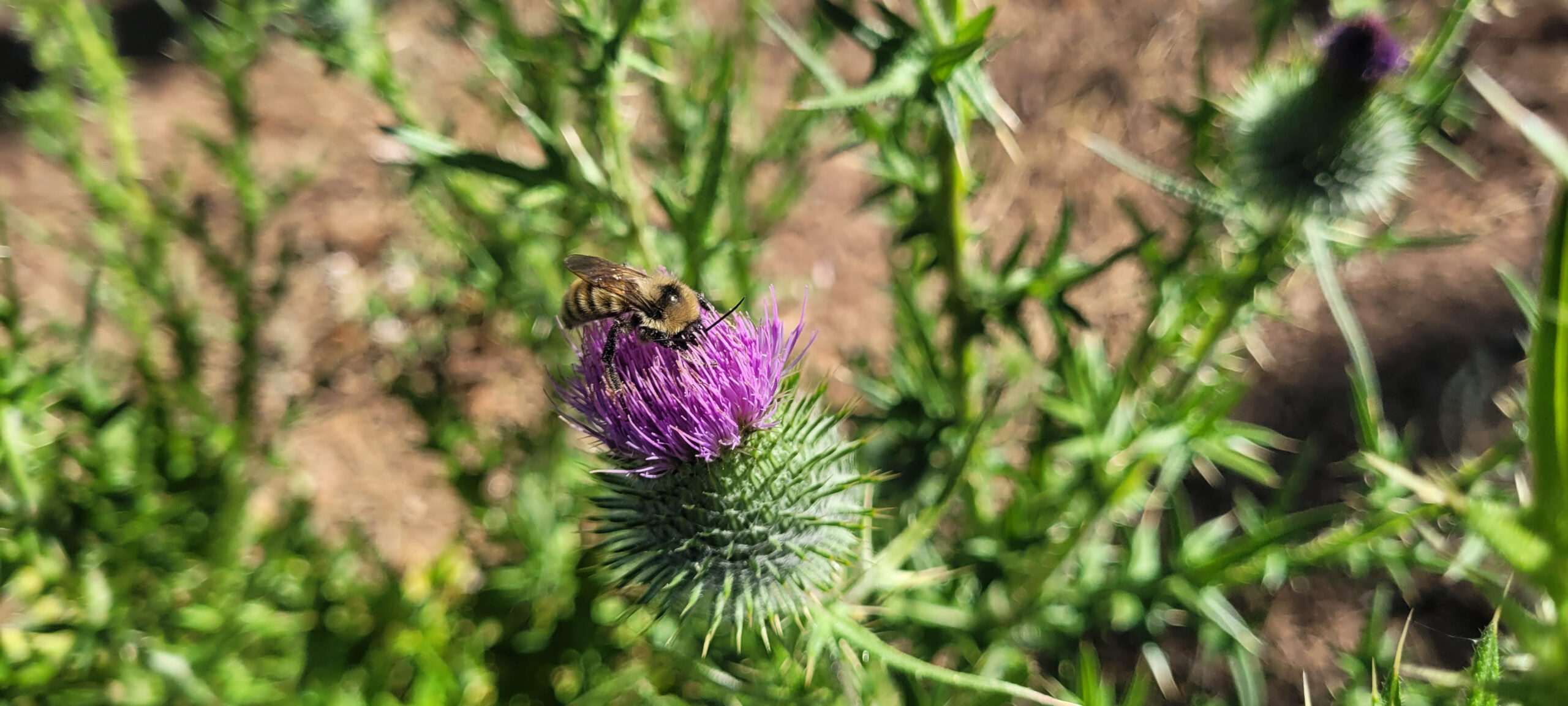 Bumble Bee