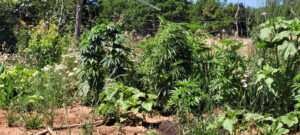 Cannabis companion planting