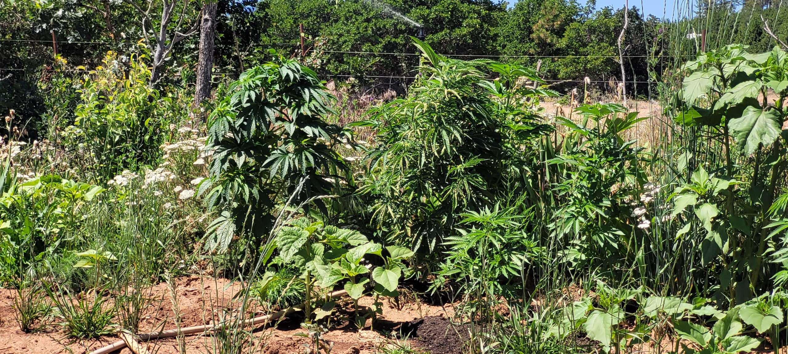 Cannabis Contest Plants
