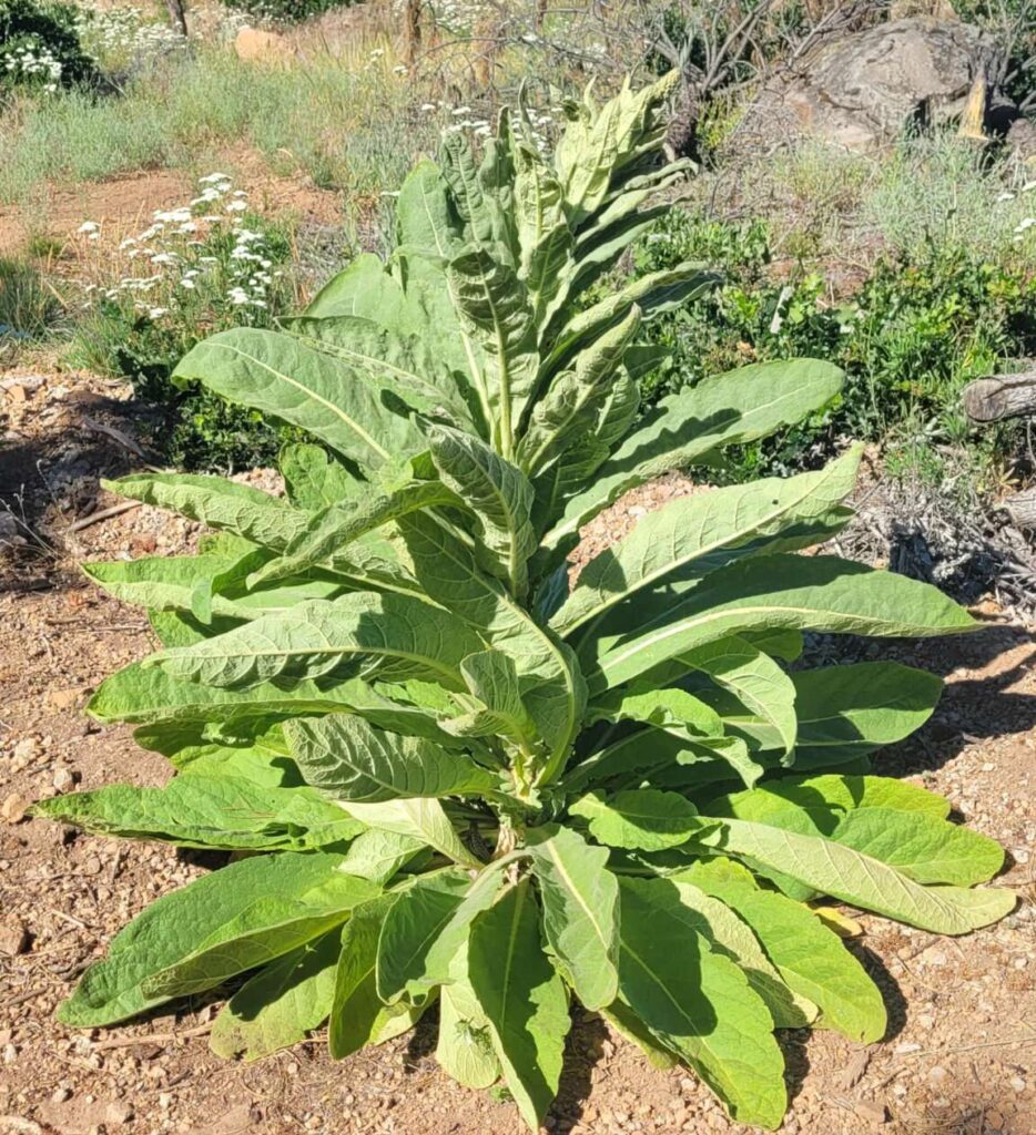Mullein