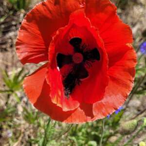 Poppy
