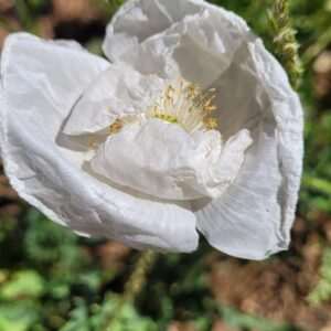 Poppy Flower