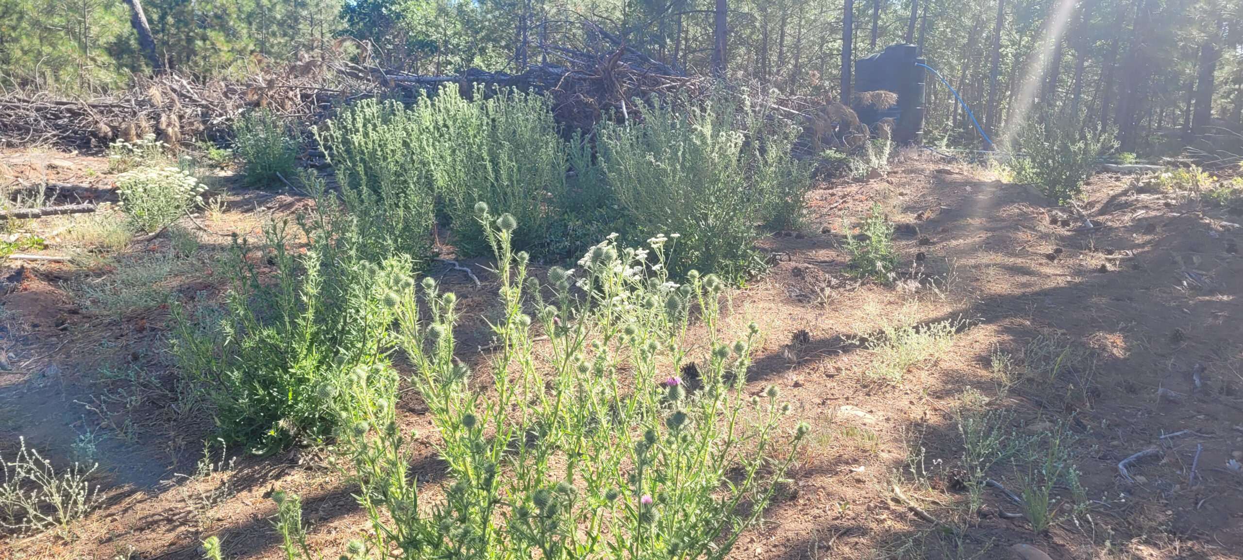 Thistle for Polinators