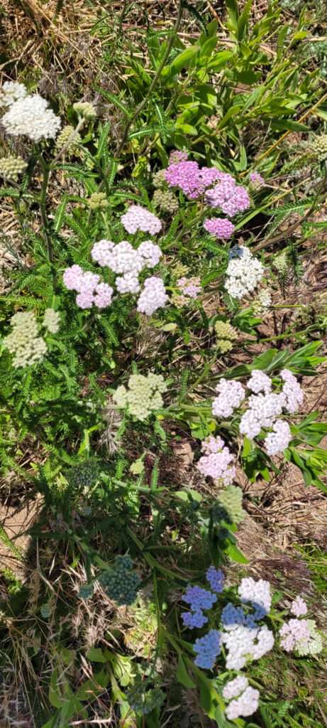 Yarrow Pink Flowers