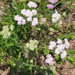 Yarrow Pink Flowers