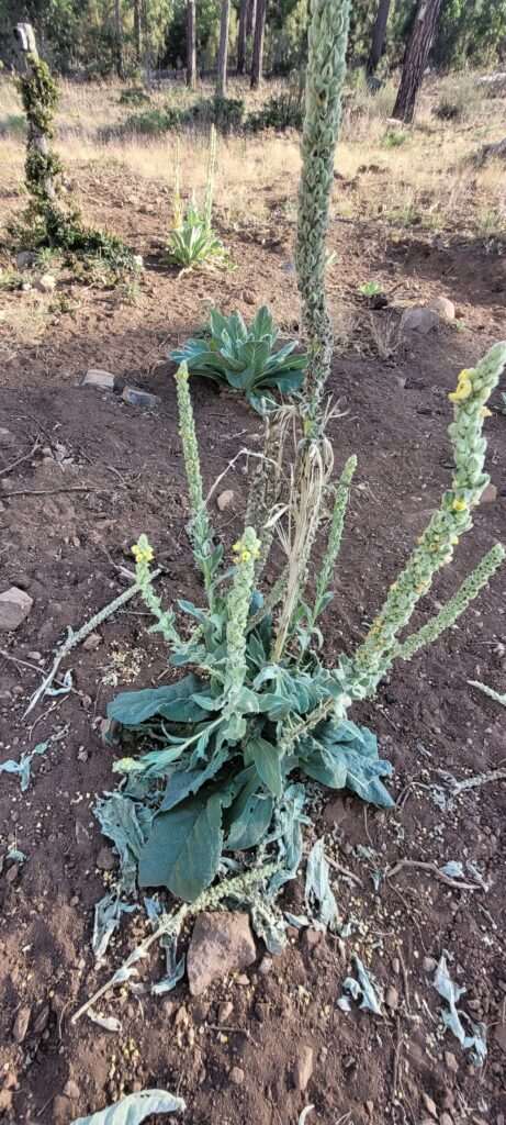 Mullein Plant