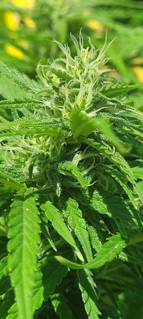 Cannabis Flower From a Free seed order