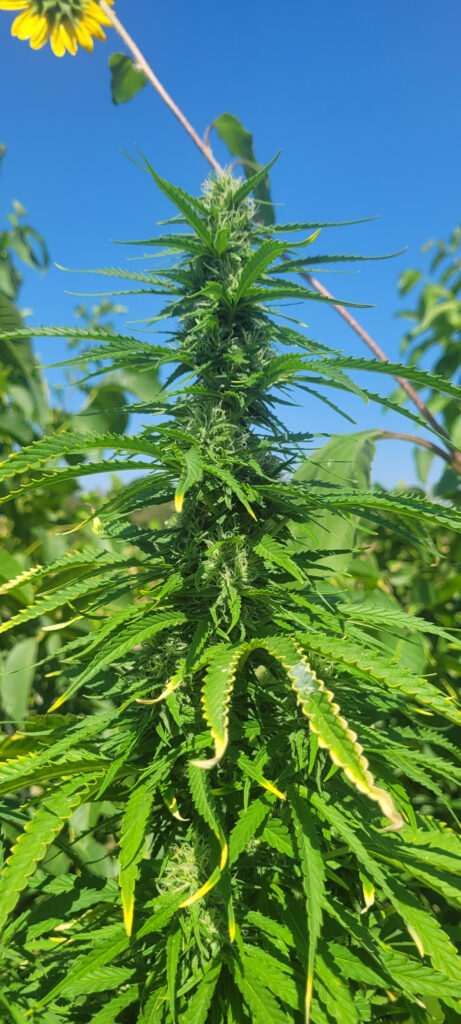 Free Cannabis Seed Garden