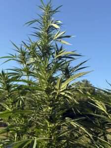 Topping a Cannabis Plant