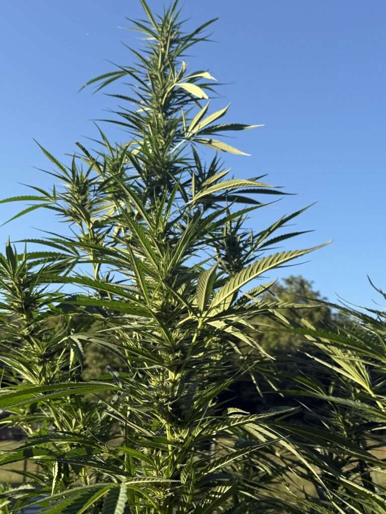 Topping a Cannabis Plant