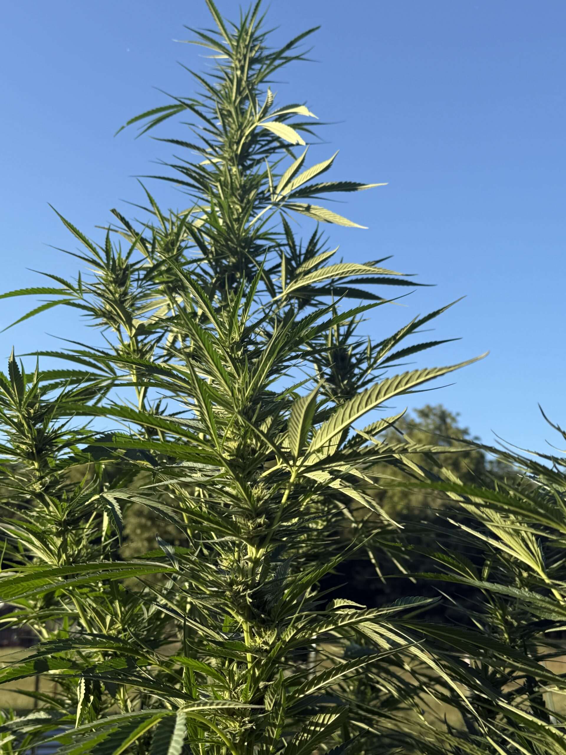 Topping a Cannabis Plant