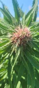 Panama Red Plant