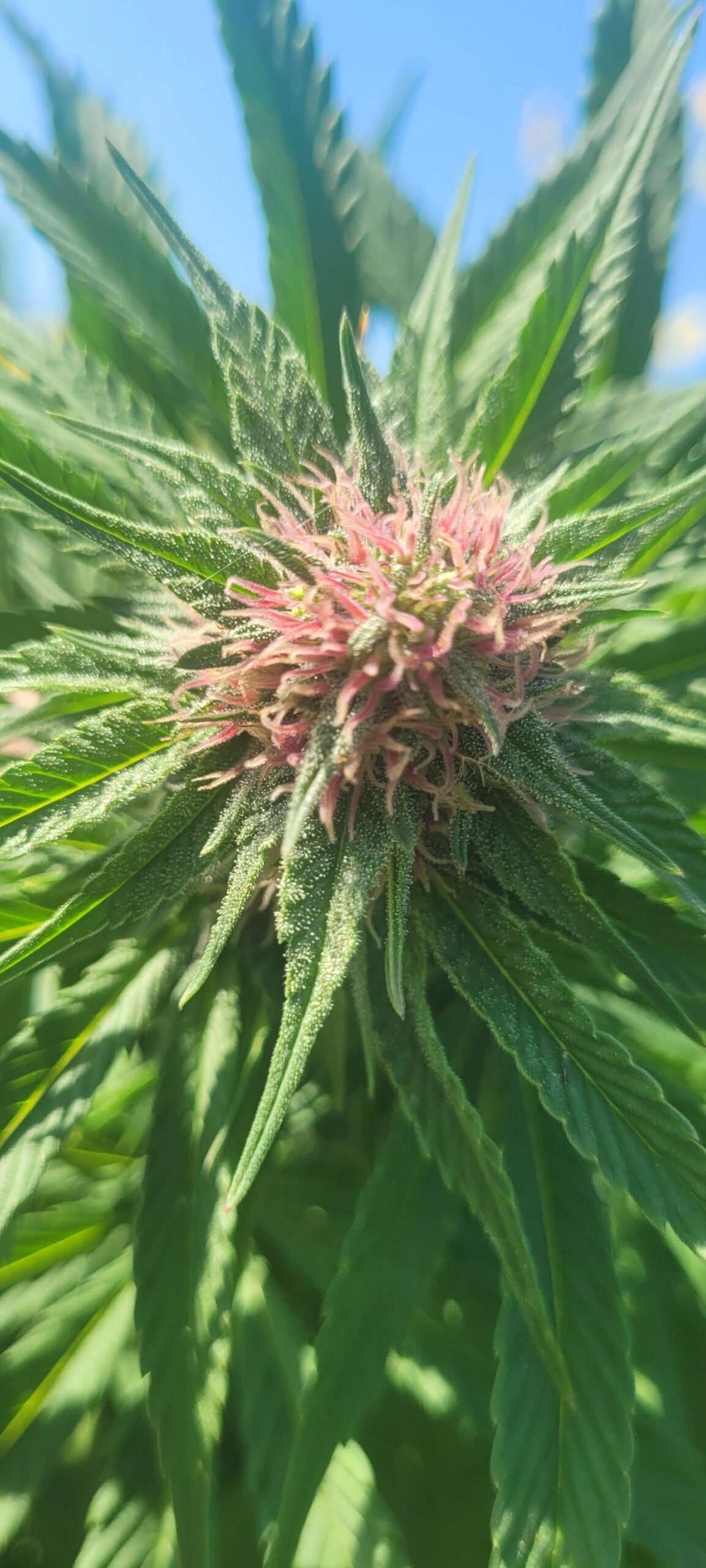 Panama Red Free Seed Plant