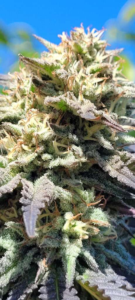 frosty bud