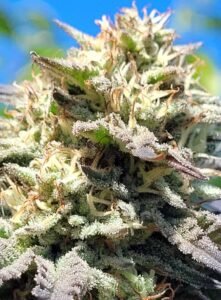 frosty bud full of CBD
