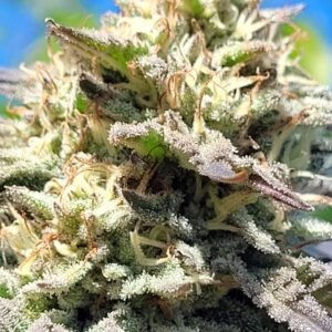 frosty bud