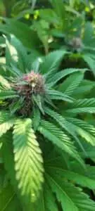 Cannabis grown from hardy cannabis seeds that thrived at Stony Oasis farms.
