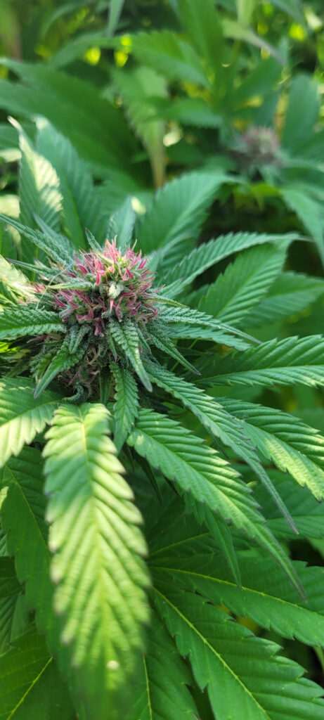 Pretty Panama Red cannabis flower