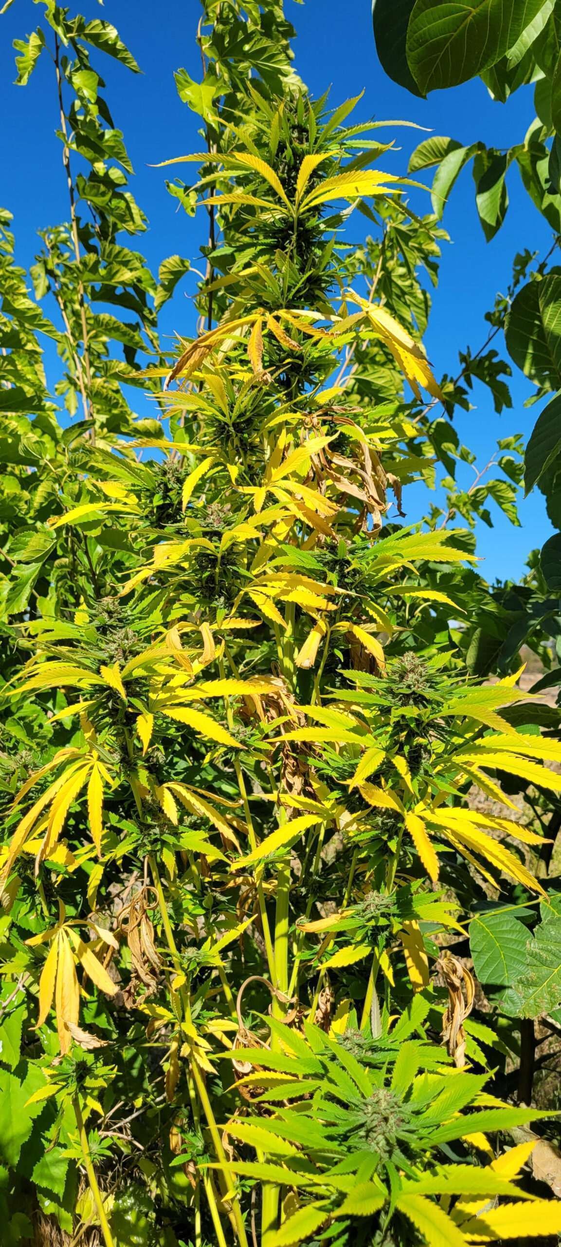Yellow leaves on Cannabis...good or bad?