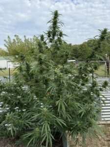 Beginner Cannabis Strain