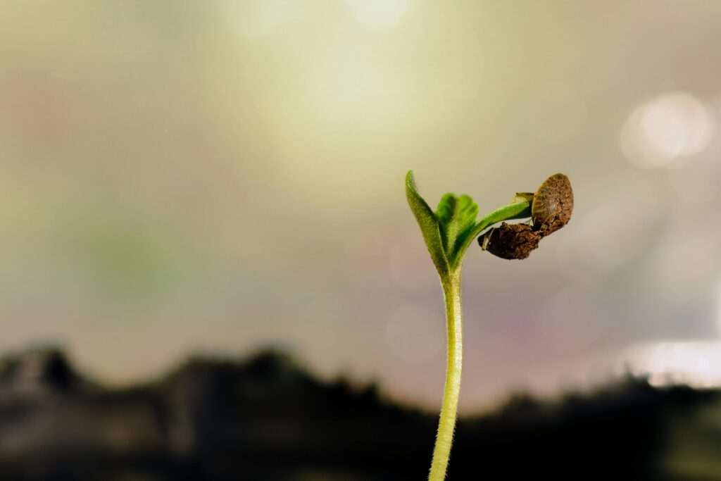 Spouting cannabis seed
