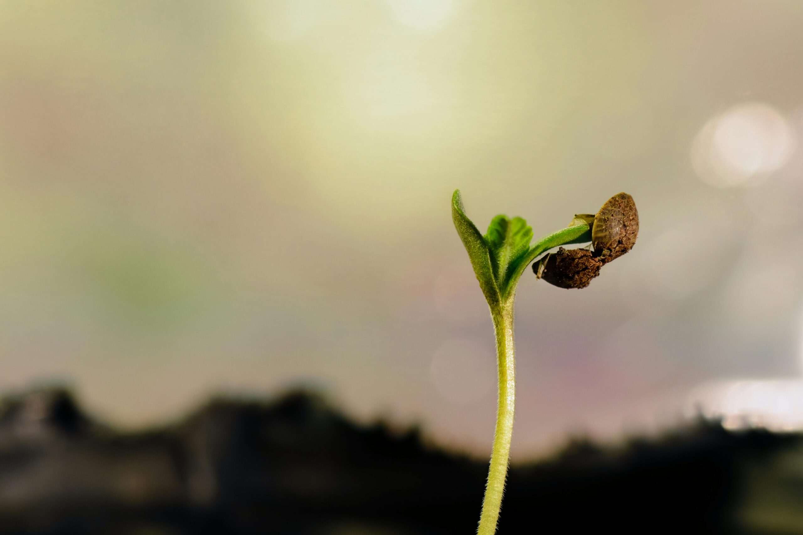 Spouting cannabis seed